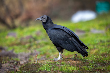 Black vulture