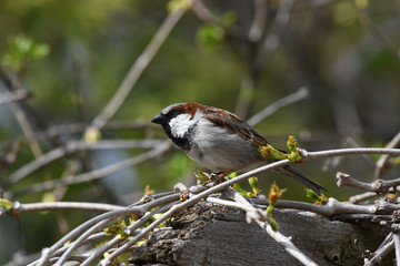 House Sparrow perched on a twig