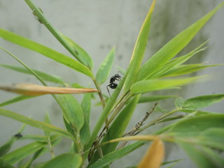 ant on a leaf
