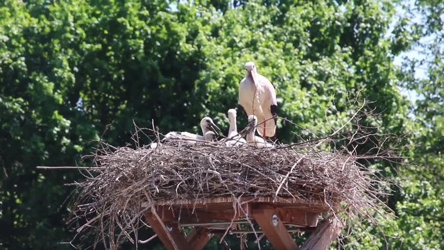 Storch mit Nachwuchs im Horst