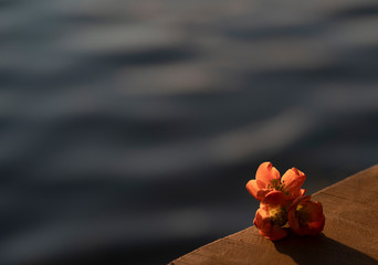 Selective focus on a flower with water in the background.