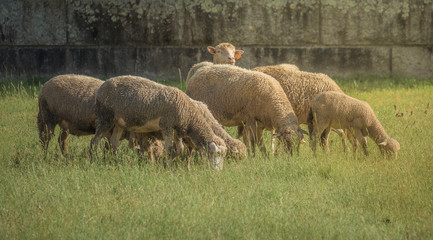 ovelhas no campo ao sol