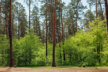 Fototapeten Waldweg green forest deciduous bright daylight morning freshness  © yuriy