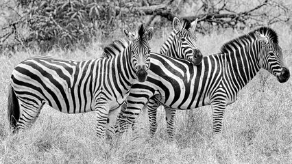 Fototapeta na wymiar Wildlife, South Africa