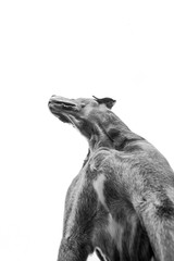 retrato de cão cinza visto de baixo preto e branco