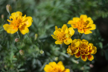 Marigolds shades of yellow, Floral background