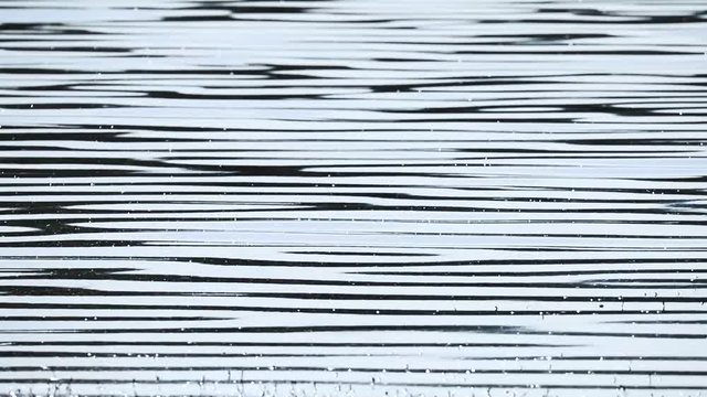 abstract water surface and sound of frogs and lake wildlife