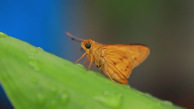 orange butterfly on nature background. Insect Animal. Potanthus is a large genus of skipper butterflies.The large skipper (Ochlodes sylvanus) is a butterfly of the family Hesperiidae.