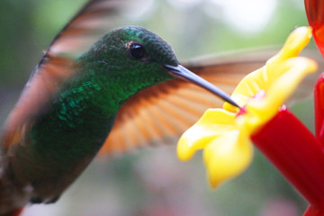 Colibrí © BobTorresPhoto