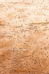 holzwurm textur