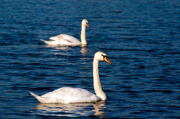 white swans group on the lake swim well under the bright sun