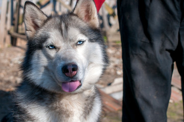 Husky dog ​​outdoor portrait. Funny pets on a walk with the owner