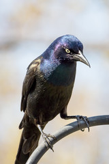 Perched common grackle on a blurred background