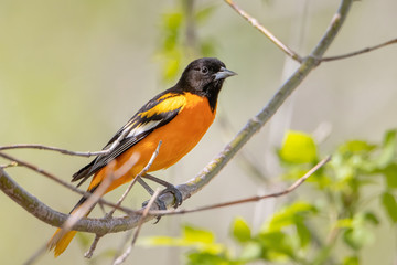 Small Baltimore oriole perched on a tree branch under a blurred background