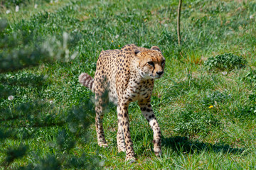 
wild cheetah exhibits in the grass