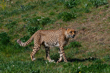 Fototapeta na wymiar wild cheetah exhibits in the grass