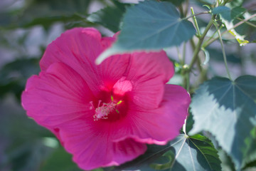 Fototapeta premium Beautiful pink flower with green leaves in the garden