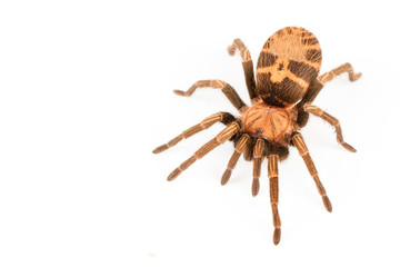 Big tarantula arachnid isolated