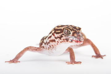 becko lizard reptile beauty isolated