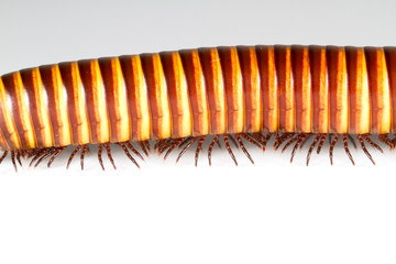 milipede isolated many many legs