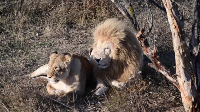 Lions pride in African savannah 