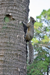 Squirrel in Tree