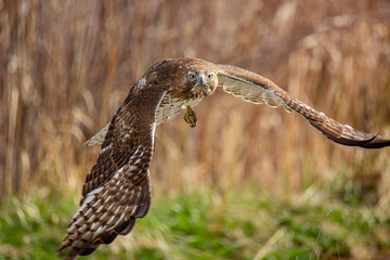 Juvenile Red-tailed hawk in flight