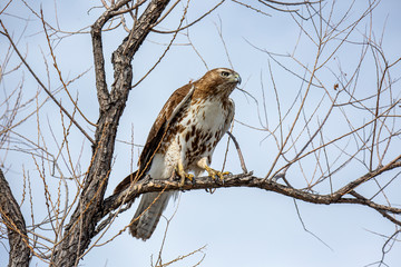 Juvenile Red-tailed hawk
