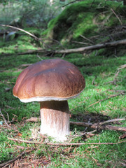 
edible mushrooms in a forest in the countryside in the Czech Republic