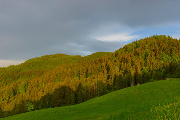 Green meadow and hill with colorful trees, in spring