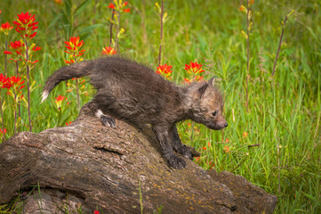 Fototapeta premium Red Fox (Vulpes vulpes) Kit Straddles Log Summer