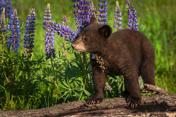 Black Bear Cub (Ursus americanus) Stands On Log With Lupine Summer © hkuchera