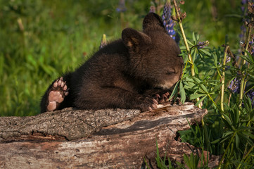 Black Bear Cub (Ursus americanus) Works to Climb Up on Log Summer