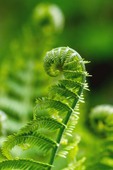 Macro photo of Fiddlehead fern © Yan