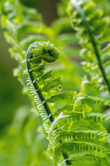 Macro photo of Fiddlehead fern