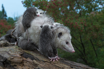 Virginia Opossum (Didelphis virginiana) Loaded Up with Joeys Walks Down Log Summer