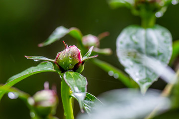 Peony bud is about to bloom	