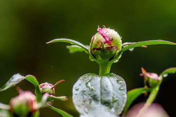 Peony bud is about to bloom	