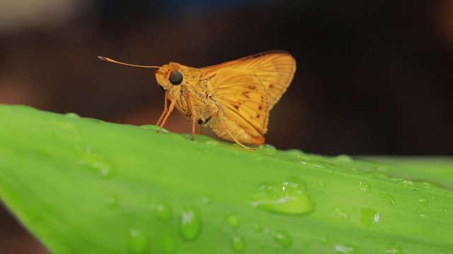 orange butterfly on nature background. Insect Animal. Potanthus is a large genus of skipper butterflies.The large skipper (Ochlodes sylvanus) is a butterfly of the family Hesperiidae.