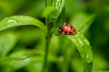 Macro photo of a ladybug on flower leafs on a raining day
