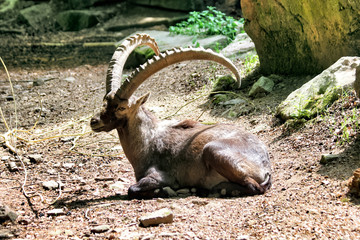 Adult Capricorn with big horns rests in the sun