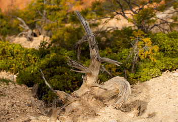 Obraz premium The colors of Utah