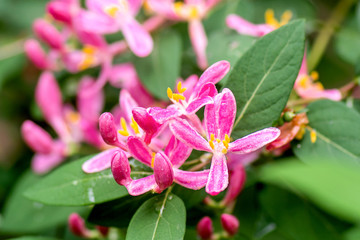 Macro, closeup images of pink honeysuckle