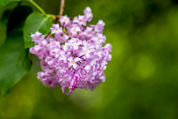 Obraz premium Macro closeup of purple common lilac
