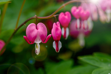 Pink bleeding heart flowers