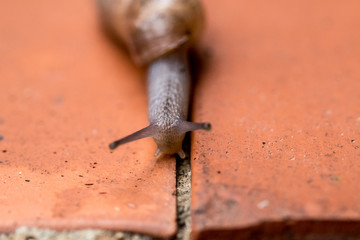 Rumina Decollata macro land snail carnivorous omnivore used for natural control of pests or species...