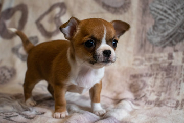 chihuahua dog sitting on the floor