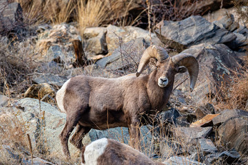 Rocky mountain Big horn ram