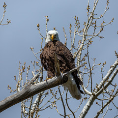 American bald eagle