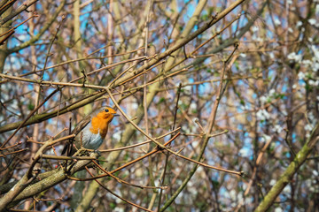 Portrait of a robin bird in a spring bush in the garden, Suffolk, England